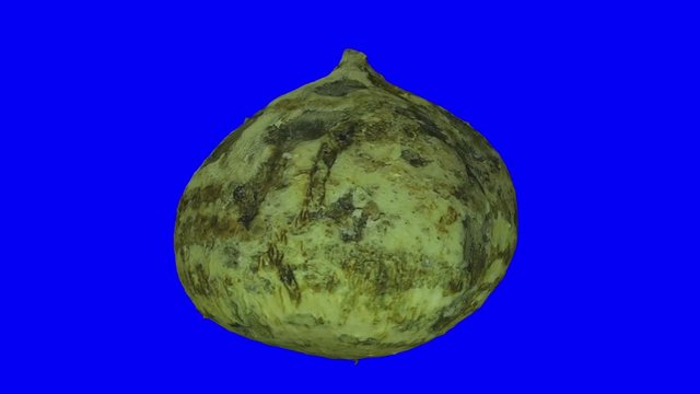 Realistic render of a rotating Mexican Turnip (Jicama) on blue background. The video is seamlessly looping, and the 3D object is scanned from a real mexican turnip.
