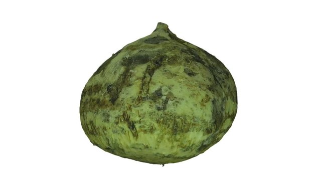 Realistic render of a rotating Mexican Turnip (Jicama) on white background. The video is seamlessly looping, and the 3D object is scanned from a real mexican turnip.
