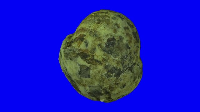 Realistic render of a rotating Mexican Turnip (Jicama) on blue background. The video is seamlessly looping, and the 3D object is scanned from a real mexican turnip.

