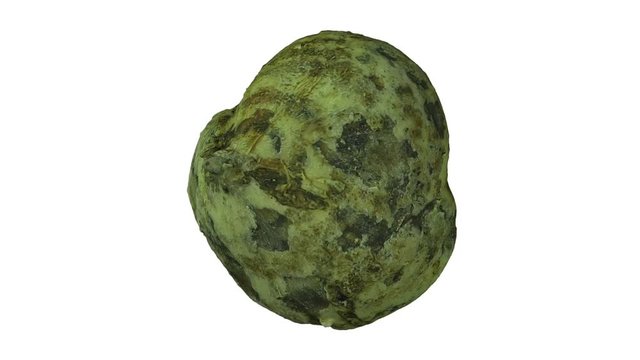 Realistic render of a rotating Mexican Turnip (Jicama) on white background. The video is seamlessly looping, and the 3D object is scanned from a real mexican turnip.
