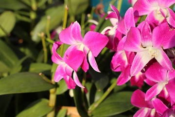 Tropical pink orchid flower