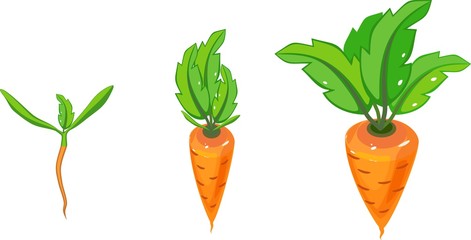 Fototapeta na wymiar Stages of growth of carrot on white background
