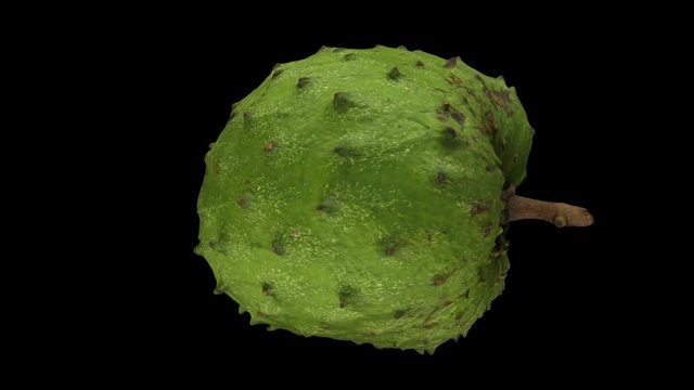 Realistic render of a rotating soursop (graviola) on black background. The video is seamlessly looping, and the 3D object is scanned from a real soursop.
