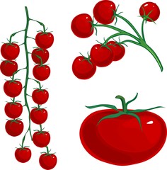 Red cherry tomatoes on branch on white background