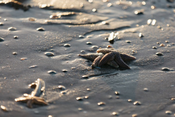 In Zaandvort at the beach