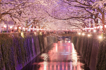 Tokyo sakura cherry blossom with light up at Nakameguro , Tokyo