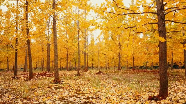 Autumn, yellow ginkgo trees. 
Mount Lu scenic area in Jiangxi, China