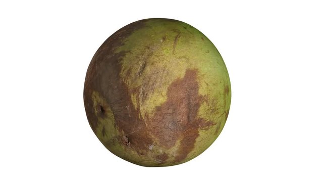 Realistic render of a rotating star apple (green skin variety) on white background. The video is seamlessly looping, and the 3D object is scanned from a real star apple.
