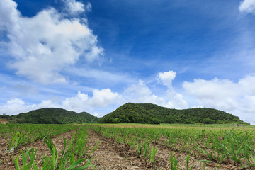 Fototapeta na wymiar Plantation de cannes à sucre
