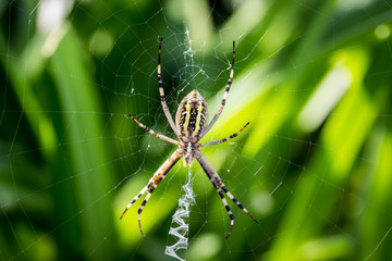 spider wove spider webs