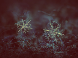 Two snowflakes glowing on dark textured background. Macro photo of real snow crystals: large stellar dendrites with complex, elegant shapes, thin, transparent surface and long ornate arms.