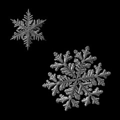 Two snowflakes isolated on black background. Macro photo of real snow crystals: large stellar...