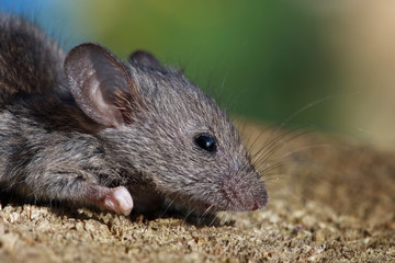 little mouse