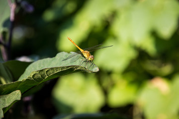 the dragonfly sits on a leaf is heated in the sun