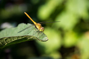 the dragonfly sits on a leaf is heated in the sun
