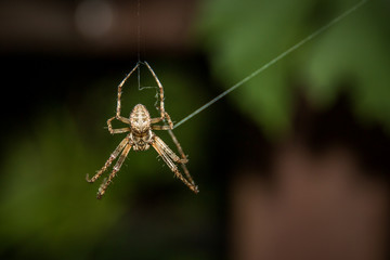 a spider hanging on a cobwebs smiling
