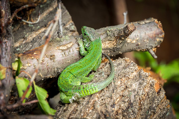 the lizard creeps along the branches