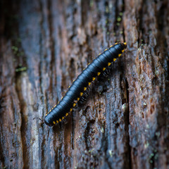 Cyanide Millipede, Rotting Wood