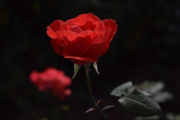 Red rose in the garden