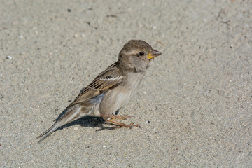 House Sparrow Passer domesticus in natural background