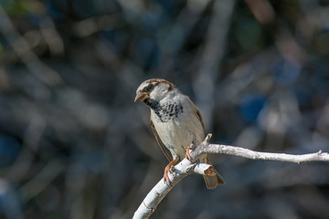 House Sparrow Passer domesticus sitting on a branch