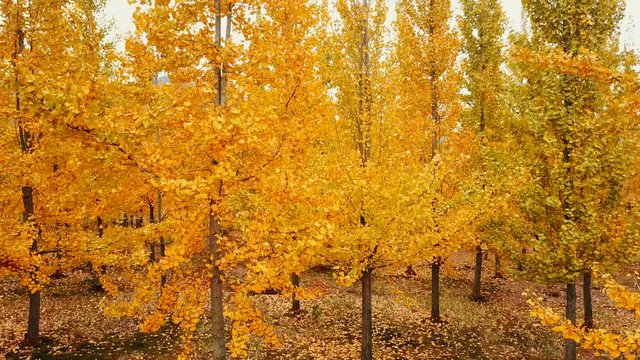 Autumn, yellow ginkgo trees. 
Mount Lu scenic area in Jiangxi, China