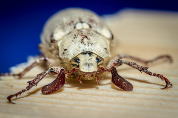 beetle on the floor