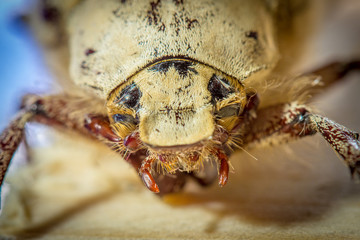 beetle on the floor