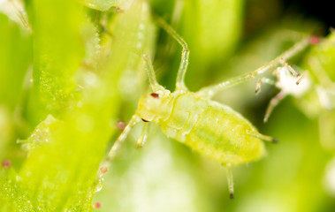 small aphid on a green leaf in the open air