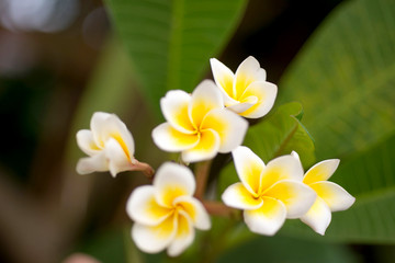 Obraz na płótnie Canvas Close up of white and yellow Plumeria flowers blooming