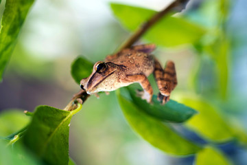 Brown common tree frog in Thailand