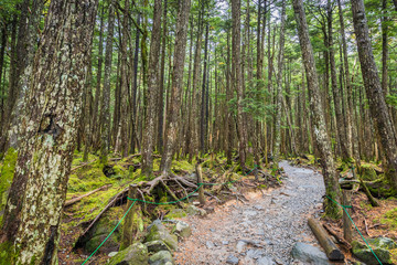 Green moss and green forest at Shiragoma no ike , Nagano