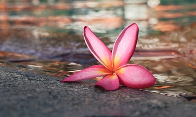 Obraz na płótnie Canvas frangipani flower by the pool