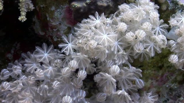 Underwater relax video about coral reef of Red sea. Bright marine nature on background of beautiful lagoon.