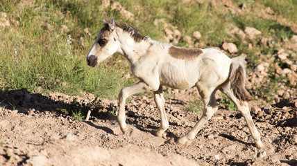 Obraz premium A little horse runs in the nature