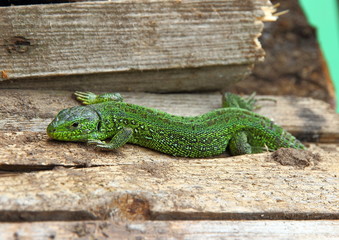 the lizard creeps along the branches