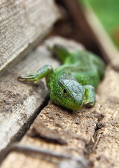 the lizard creeps along the branches