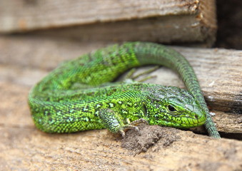the lizard creeps along the branches