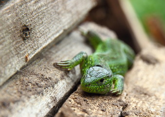 the lizard creeps along the branches