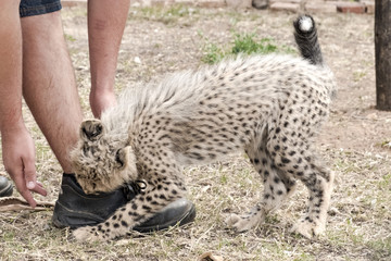 Baby cheetah playing with zookeeper