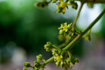 mango flower