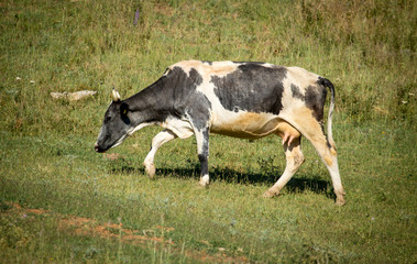 A cow walks along the green grass to pasture
