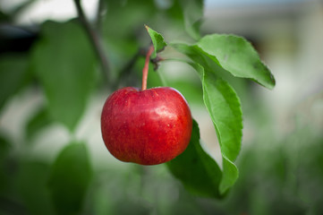 Red apple on a close-up branch