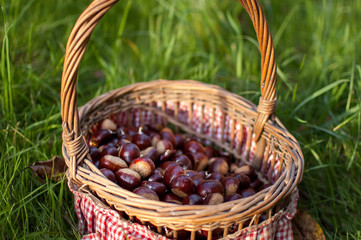 Fototapeta na wymiar Chestnuts in the basket on the garden.