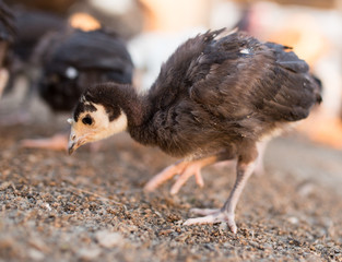 small turkey chickens graze on the farm