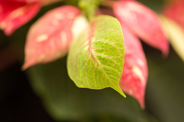 Decorative red leaves on a plant