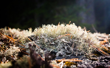 moss