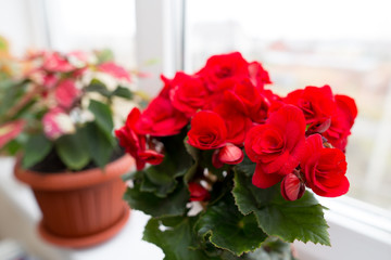 Flower in a pot on the window