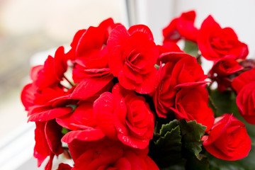 Flower in a pot on the window