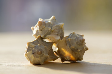 Three pleuroploca see shells decorations on wooden table in sunlight